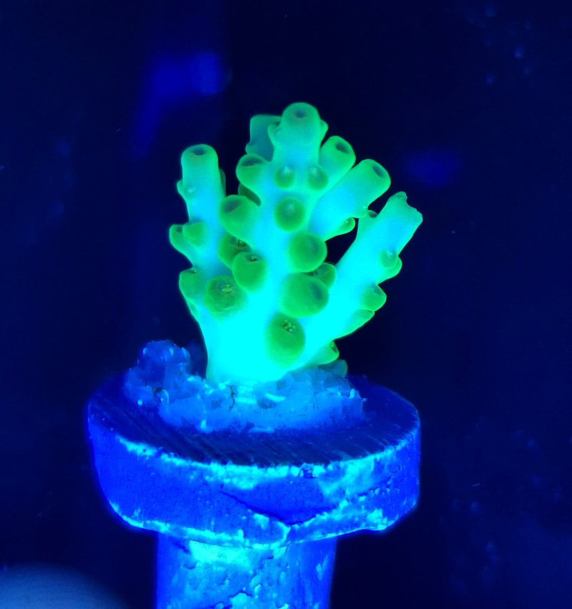 BudmansCorals's tweet image. September's Ebay auctions just got listed🎉 and its gonna be our biggest one EVER. 💯 BUDS!!!🤯

Stuffed full of Sticks, Zoas, Packs, MEGABUDS and
more...and ALWAYS WYSIWYG! Tons of these starting at only 4 bucks! Check em out and get your bids in early! 

ebay.com/usr/budmanscor…