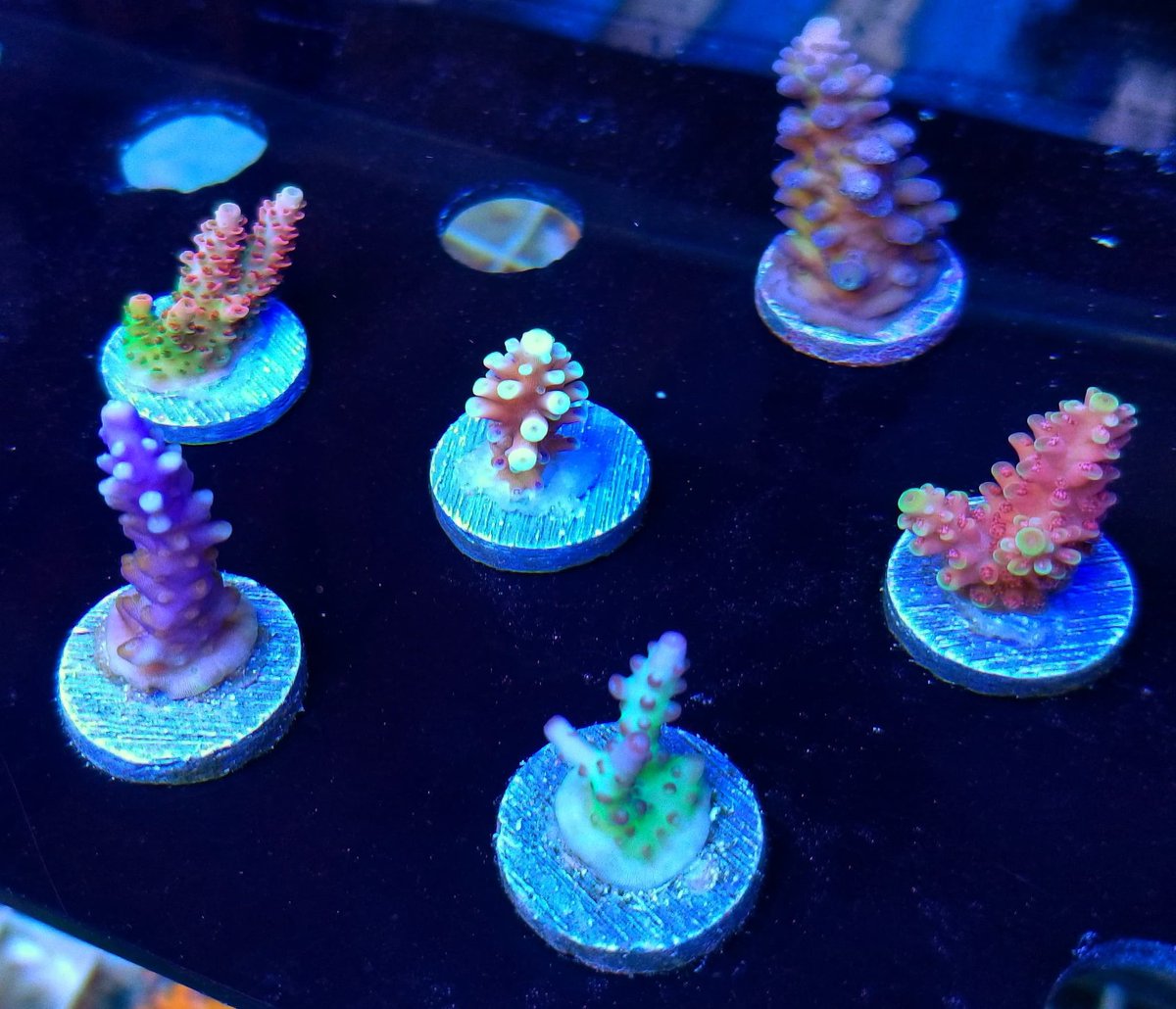 BudmansCorals's tweet image. September's Ebay auctions just got listed🎉 and its gonna be our biggest one EVER. 💯 BUDS!!!🤯

Stuffed full of Sticks, Zoas, Packs, MEGABUDS and
more...and ALWAYS WYSIWYG! Tons of these starting at only 4 bucks! Check em out and get your bids in early! 

ebay.com/usr/budmanscor…