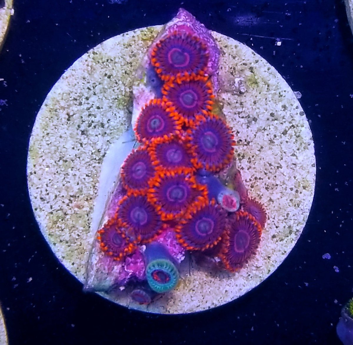 BudmansCorals's tweet image. September's Ebay auctions just got listed🎉 and its gonna be our biggest one EVER. 💯 BUDS!!!🤯

Stuffed full of Sticks, Zoas, Packs, MEGABUDS and
more...and ALWAYS WYSIWYG! Tons of these starting at only 4 bucks! Check em out and get your bids in early! 

ebay.com/usr/budmanscor…