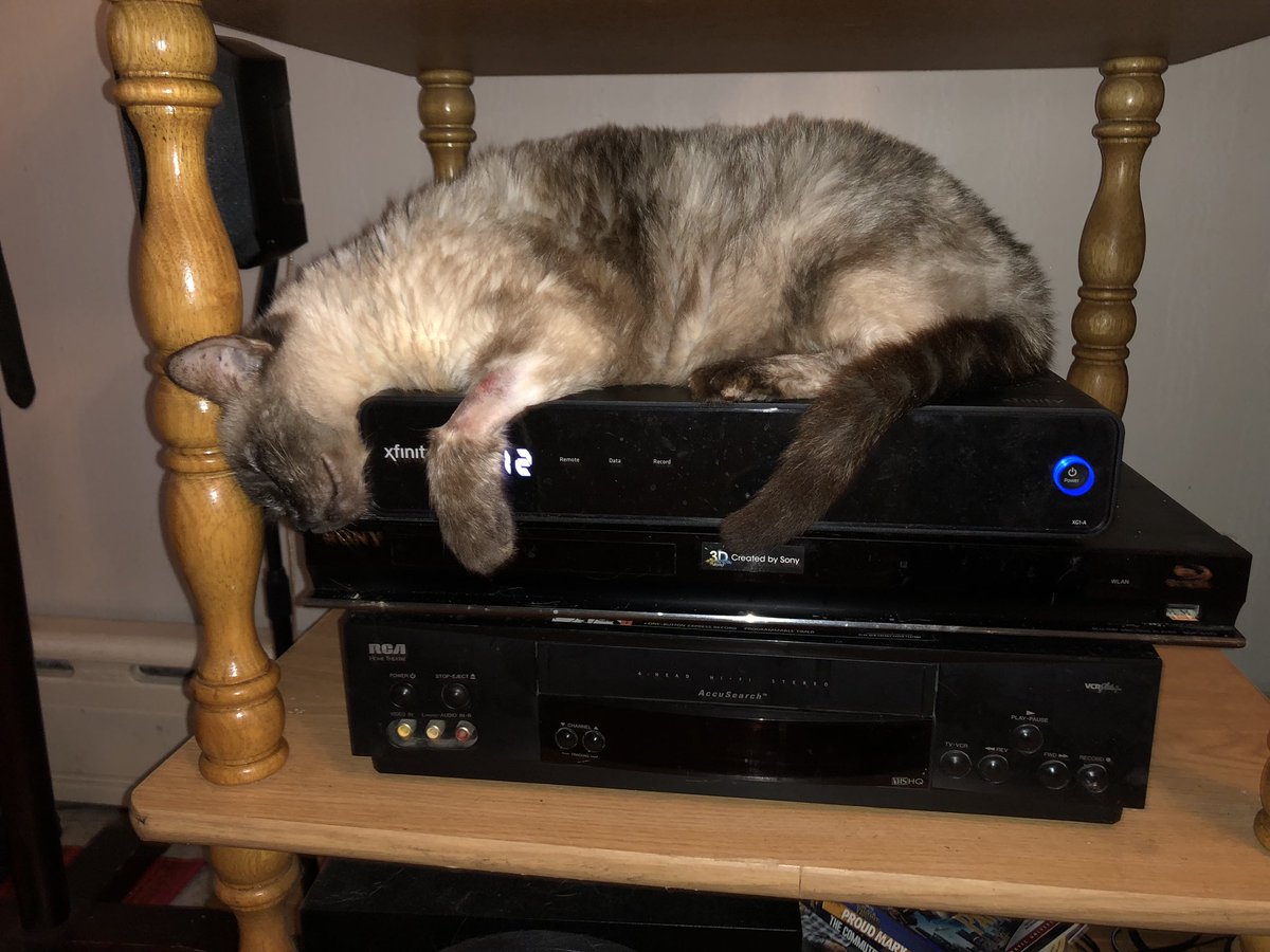 CuriousTheTXCat tweet media