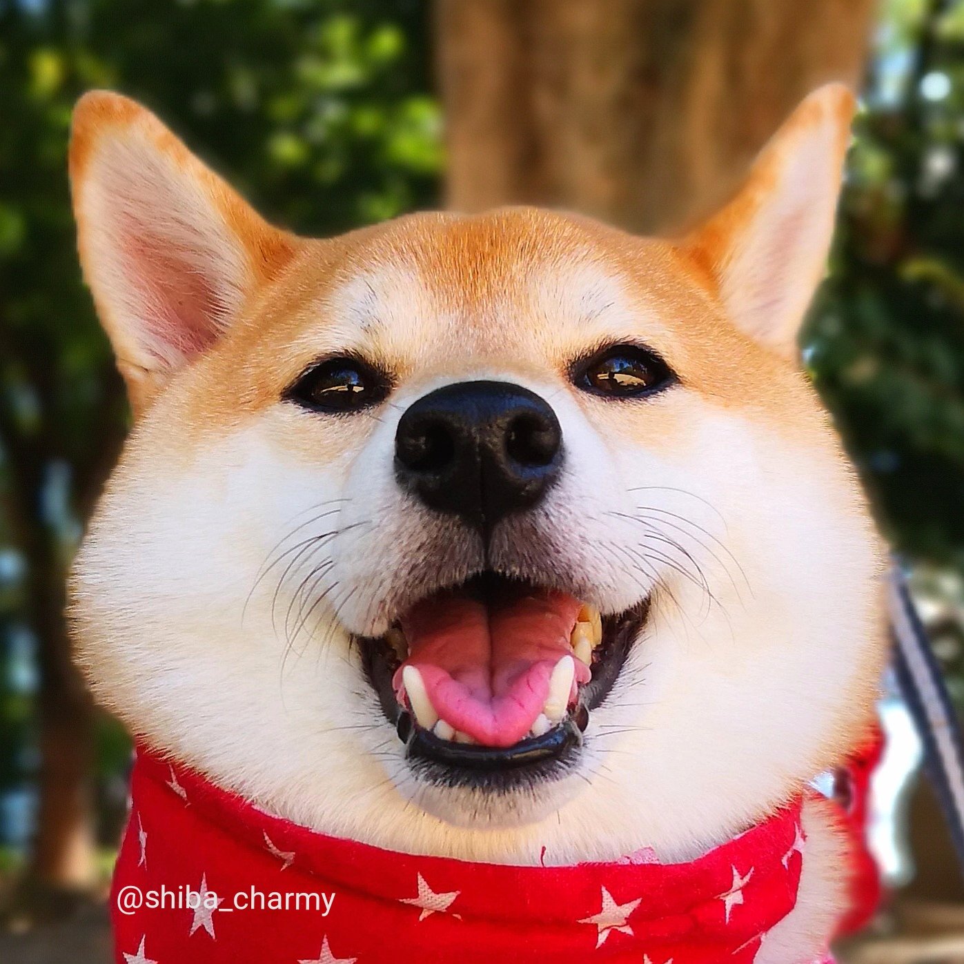 تويتر 柴犬チャーミー على تويتر お餅みたい ꉂꉂ きなこもち 柴犬 Shiba T Co Ojnzkzcguy تويتر 柴犬チャーミー على تويتر お餅みたい ꉂꉂ きなこもち 柴犬 Shiba T Co Ojnzkzcguy