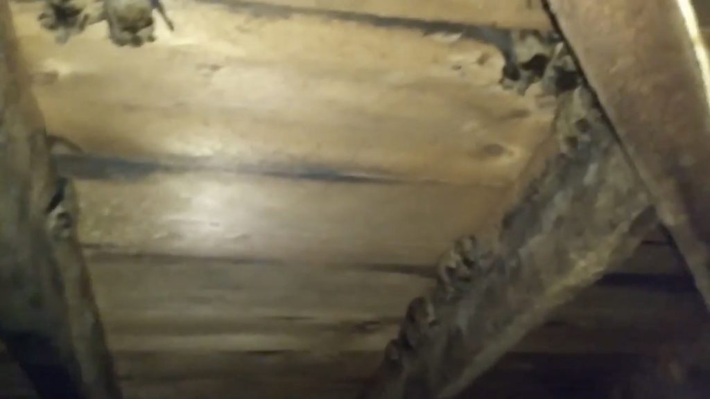 AAnimalControl's tweet photo. Attic Inspection shows Easy Access for Bats https://t.co/7VbqexWNS9 https://t.co/nJp3ckktTb