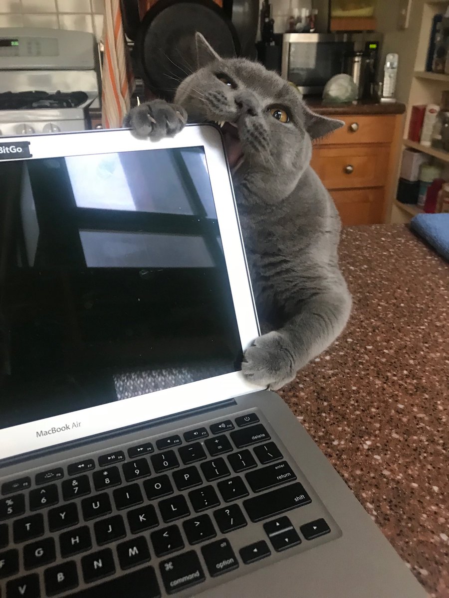 Trying to work with cats around can be challenging