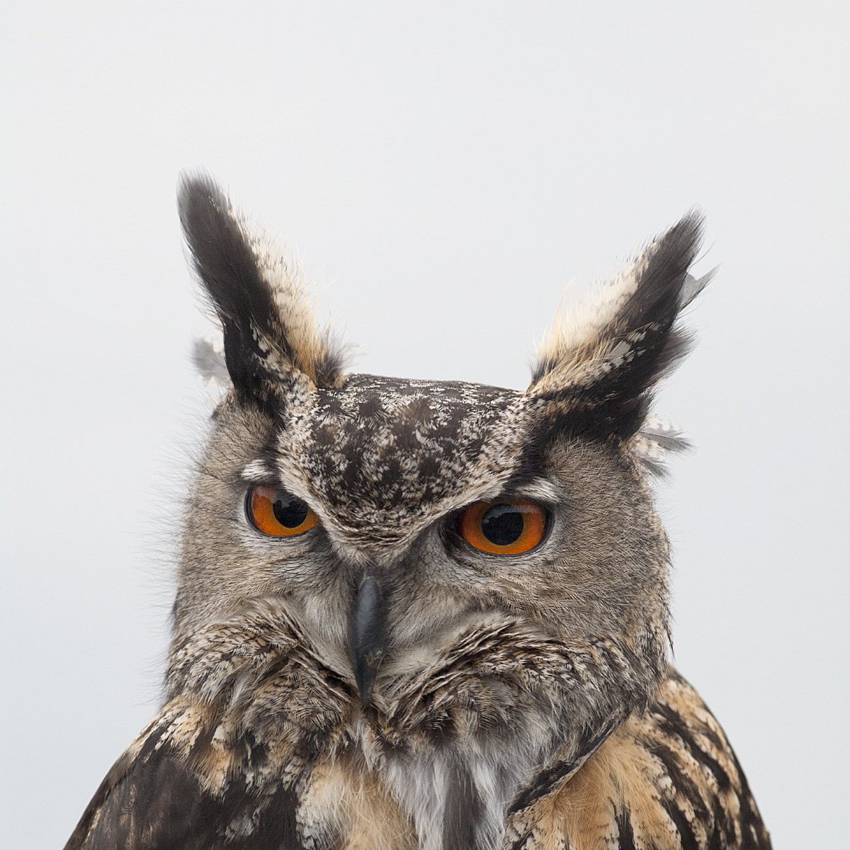 BirdLife Norge tweet media