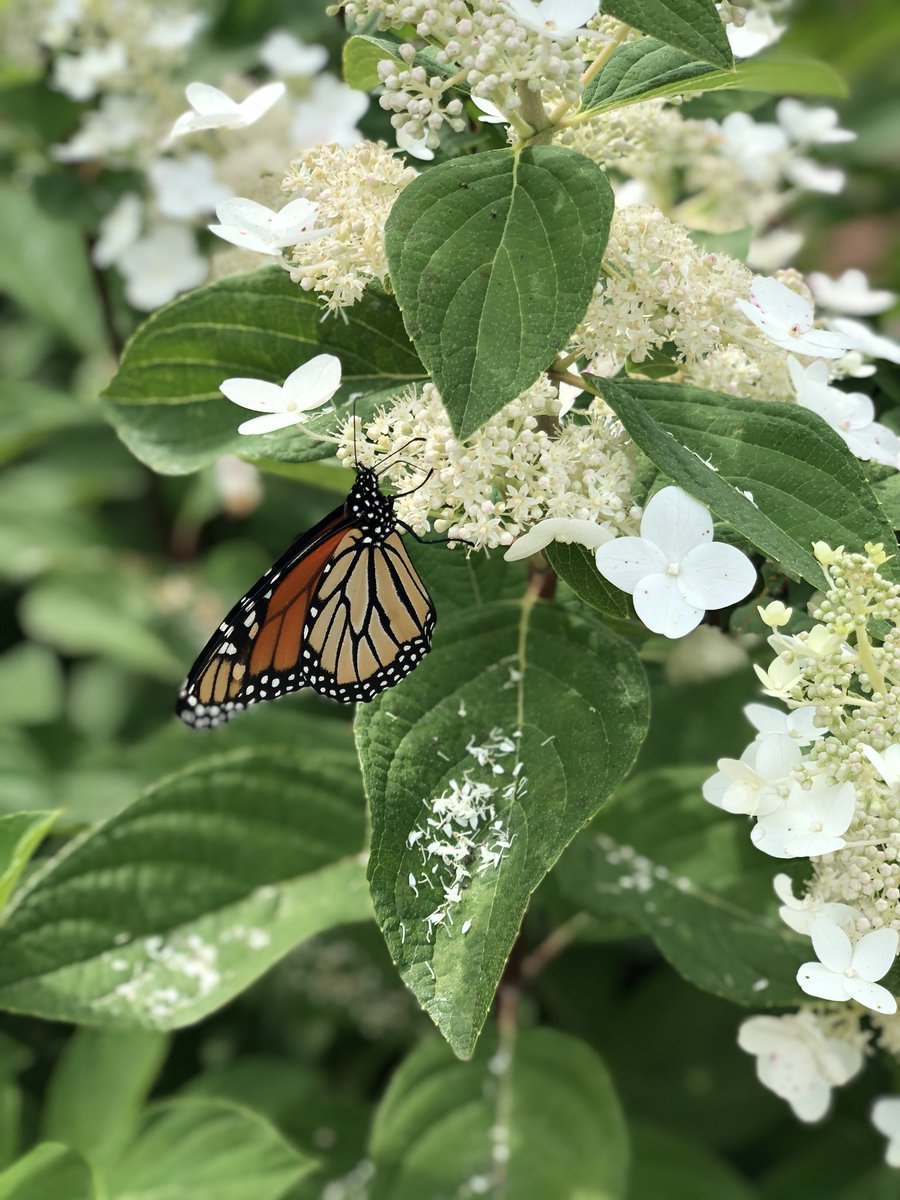 halverson03's tweet image. Lovely, lazy, long weekend!