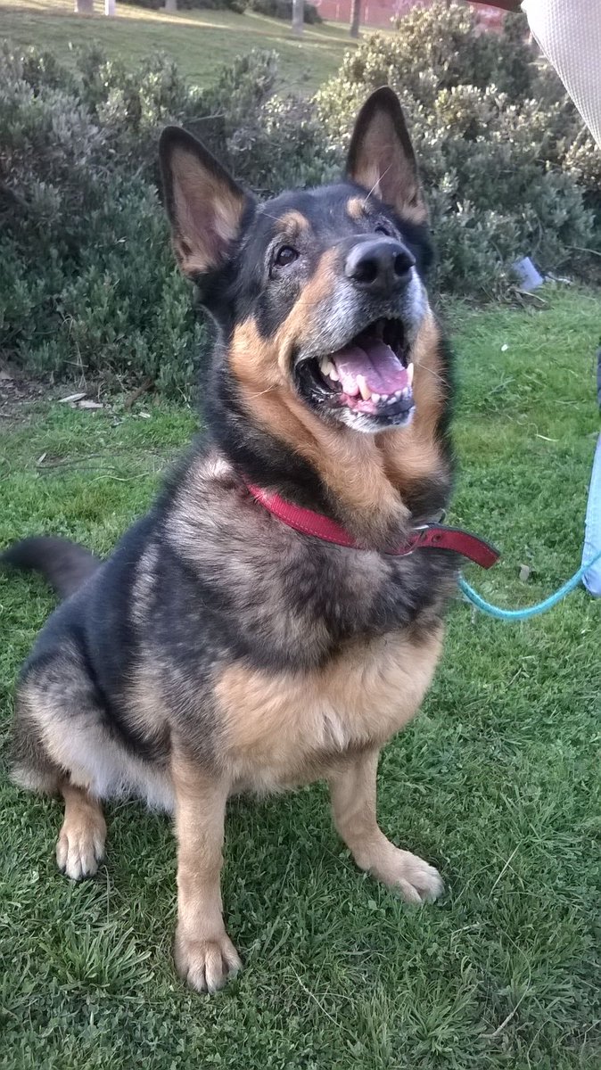 bcn_ajuntament's tweet photo. Mireu en Draco! Té 7 anys i #BuscaAmo. És molt carinyós quan coneix a les persones #animalsdecompanyia #adoptaBCN https://t.co/tOz3NWMcL6 https://t.co/TWjiMxnxSo