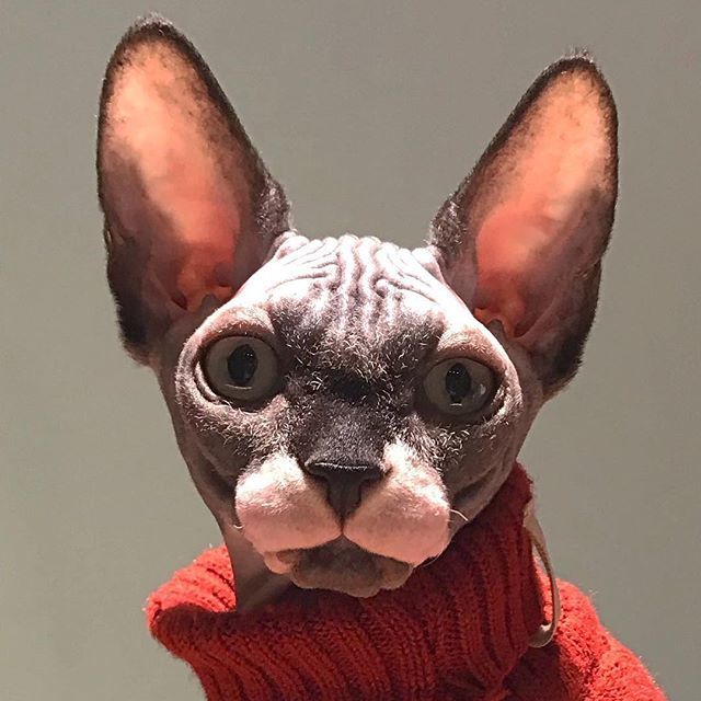 Sphynxlair's tweet photo. The Daily Nude! 9.3 📰
@roquealdesnudo! 📷
Fall I be like “turtle neck!”
❤️ #sphynxlair
.
.
.
.
.
#catday #instacute #lovecats #share #catloversclub #catlove #catstagram #lifeisgood #chillmode #relax #instagramcats #catday #wrinkles #instacute #buzzfee… https://t.co/SefsogouIN https://t.co/9XzlDqOJz6