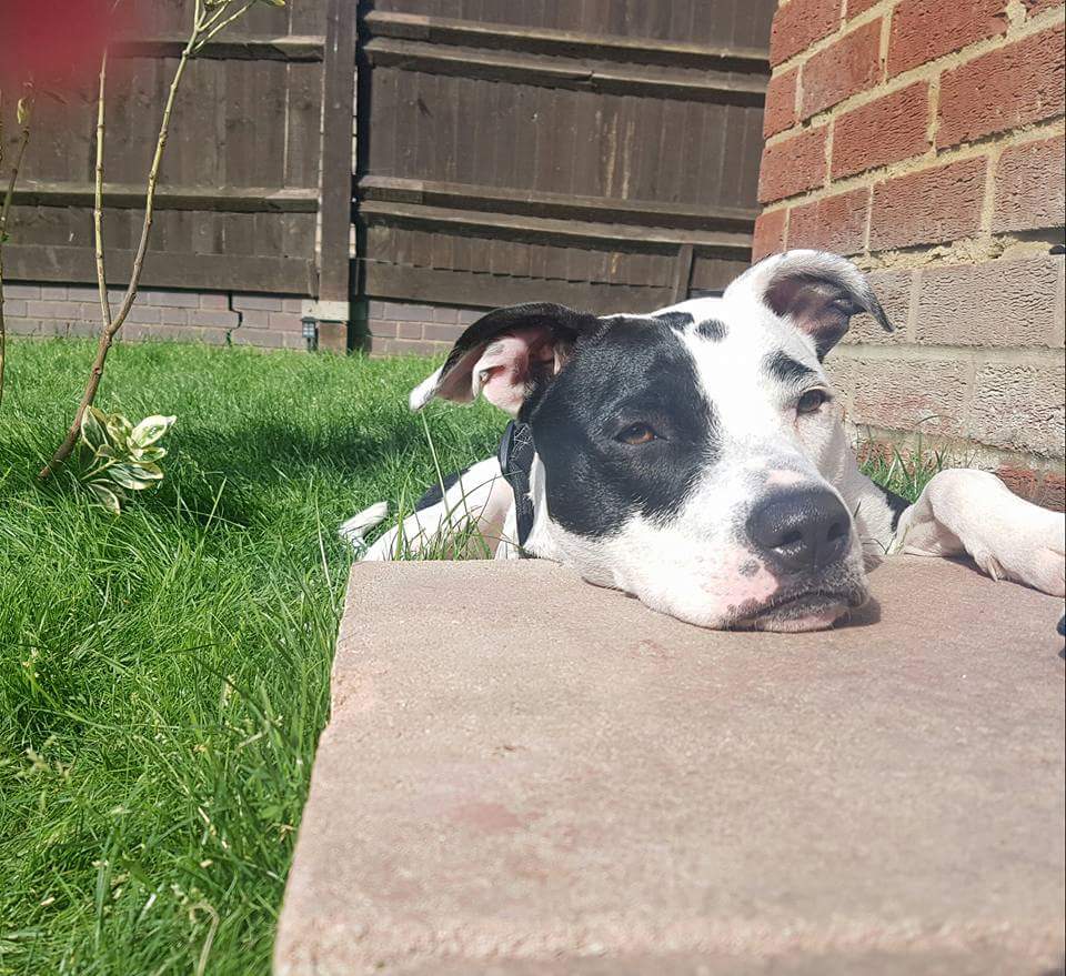 iCandydj's tweet photo. Abby is a rescue she was stabbed in the neck and left tied up she has had a bad start in life but not now she is loved to bits and will never experience pain again #amazonpets https://t.co/IcfkHVMMbf