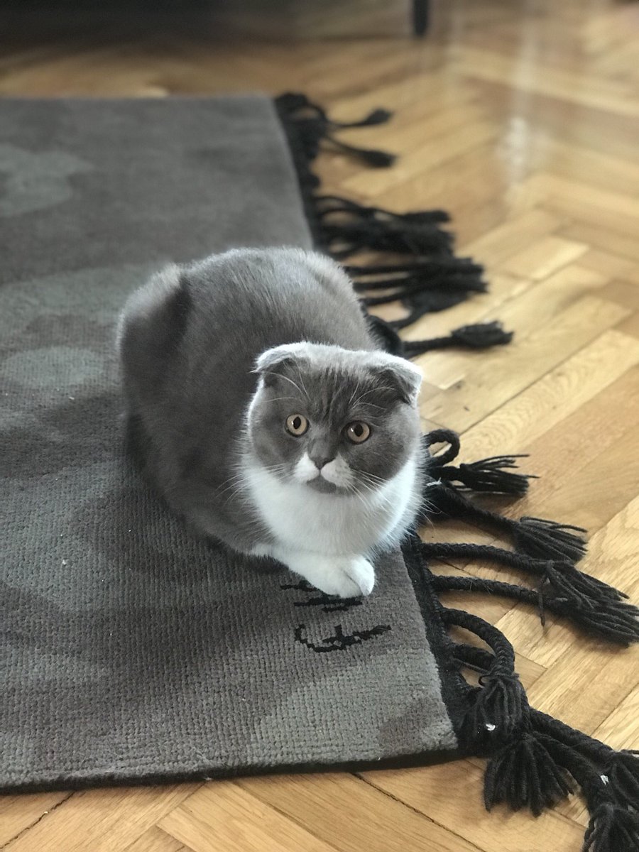 cat_sigmund's tweet photo. Baked and ready to judge all of you on my day off #LaborDay #KittyLoafMonday #CatsOfTwitter https://t.co/XDU039zb2X