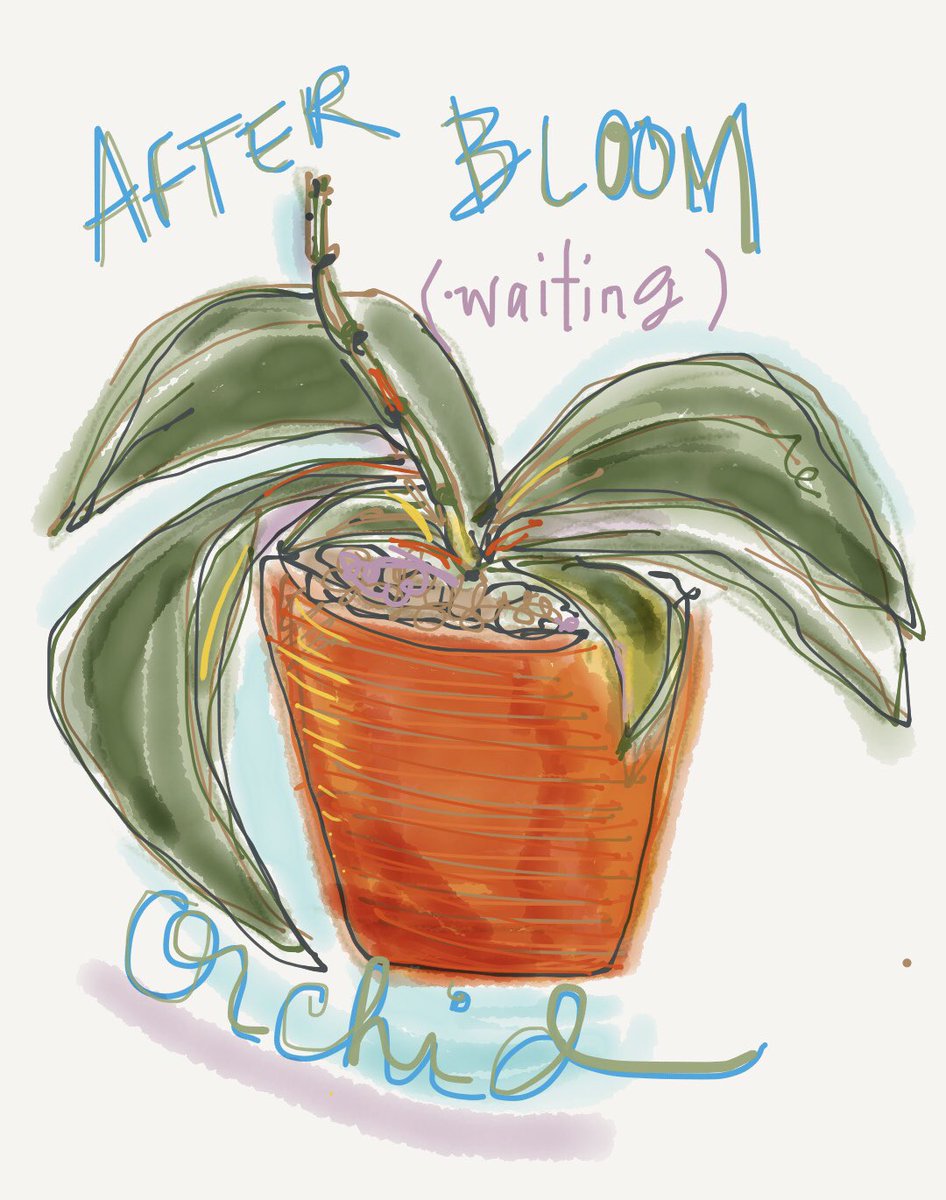 klholden's tweet photo. The great cycle of orchid life: appear, bud, bloom, die, wait...(hope) appear. #AdoodleAday #PhalaenopsisOrchid #orchid #patience #FiftyThreePaper https://t.co/PyxuweOBbD