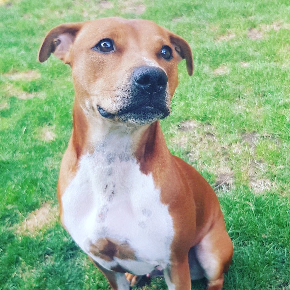 Buster is a rescue he was found in an empty property with gang of youths. He was rescued at 6 weeks old and probably was gonna be a bait dog or fighting he is the funniest little dude we love to bits #amazonpets