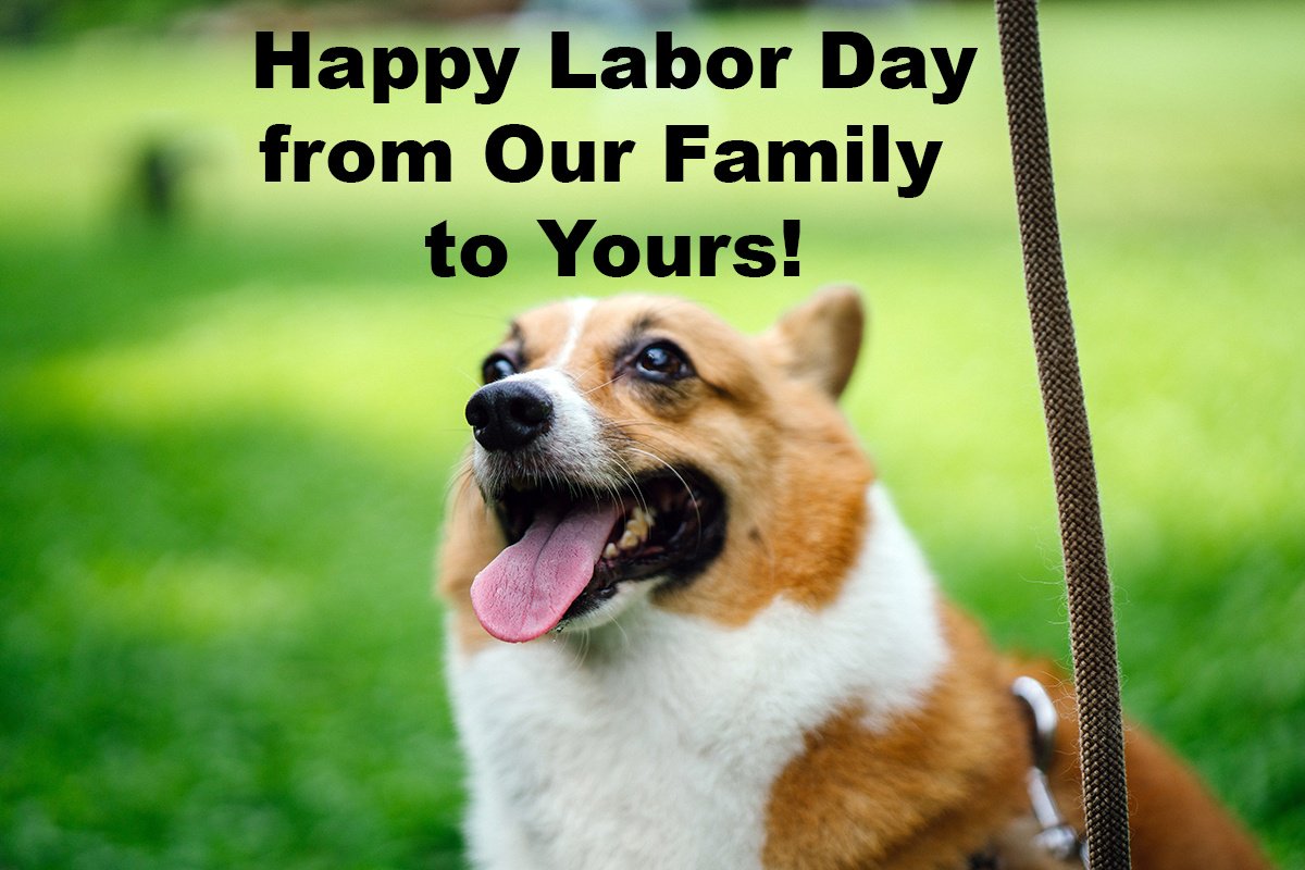 SeniorPawsLW's tweet photo. Happy Labor Day from the Last Wishes family! #LastWishes #laborday #dogsofhouston https://t.co/3jMVfKzBWE