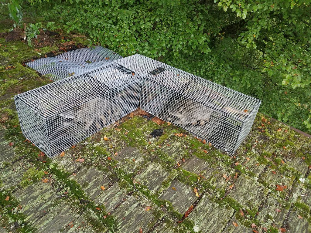 AAnimalControl's tweet photo. Cedar shake roof damage caused by raccoons in Bloomington https://t.co/7DIOMzhLTx https://t.co/CuDEnaI4W3