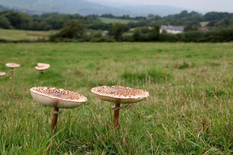 River Cottage On Twitter Mushroom Foraging Season Is Nearly Upon