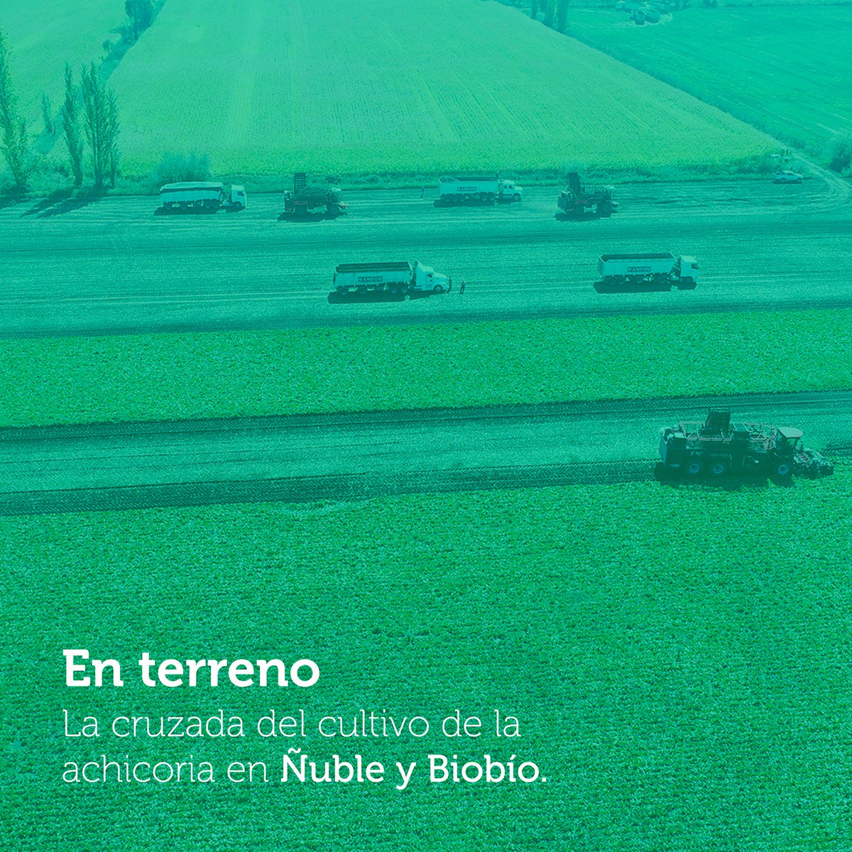 codigoc1's tweet image. LA CRUZADA DE LA ACHICORIA

Revisa el reportaje completo aquí:
revistagrupoagro.cl/la-cruzada-de-…

#RevistaGrupoAgro #Achicoria #BeneoOrafti