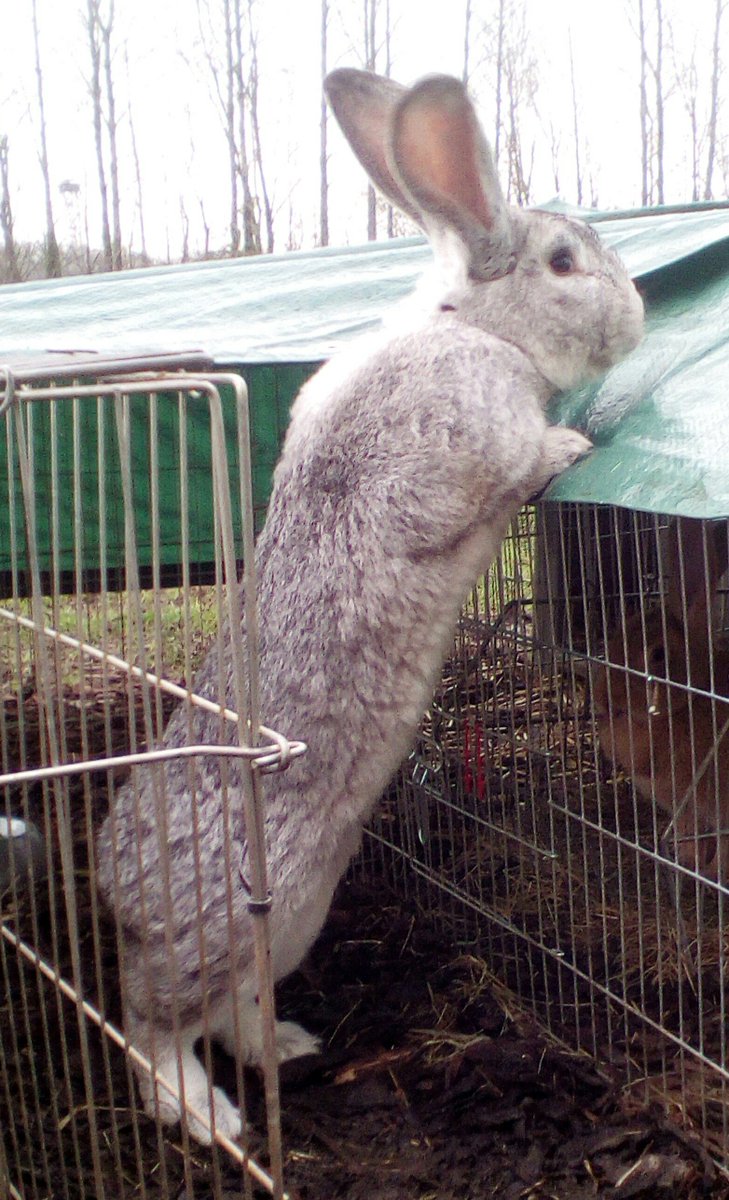chinchilla giganta rabbit