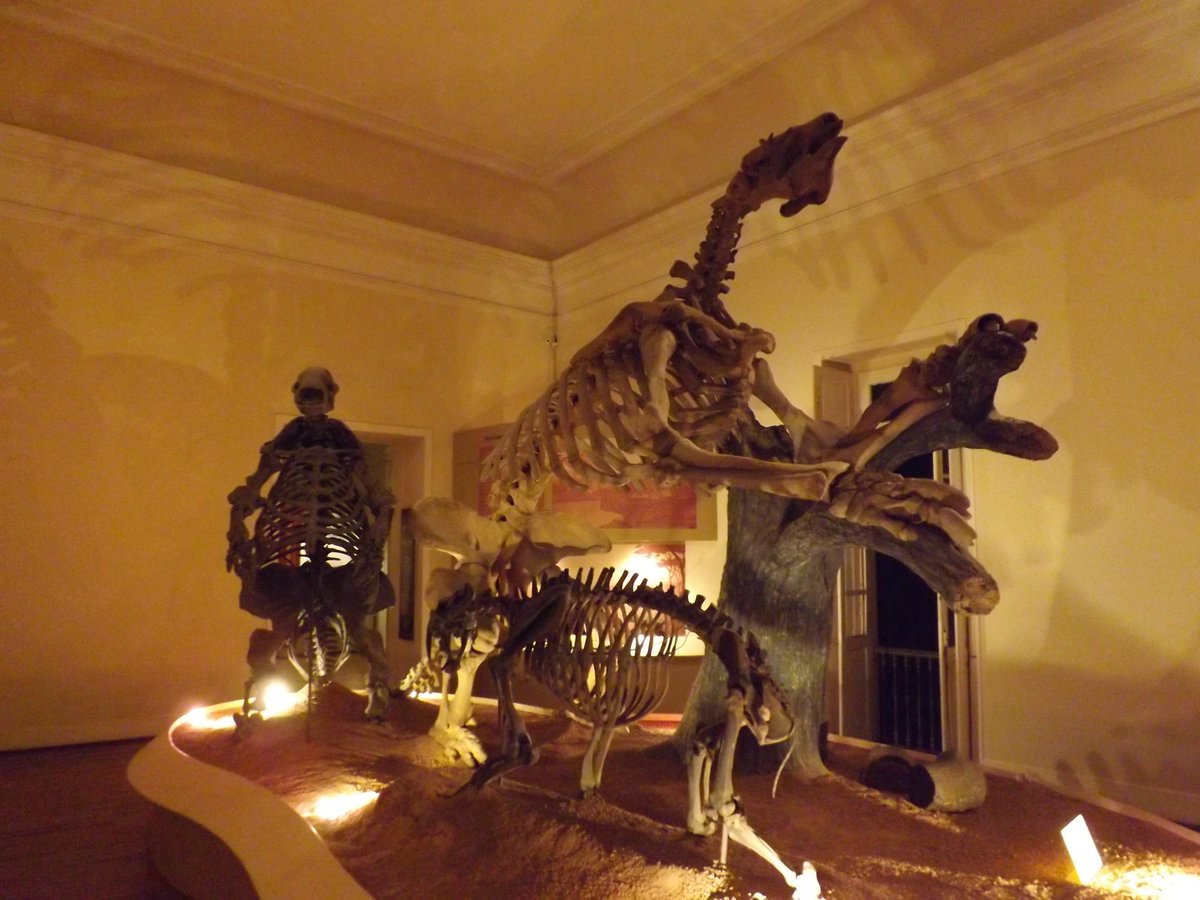 TetZoo's tweet photo. The incredible and heartbreaking fire at the National Museum at Rio de Janeiro means that there's a call to collect photo taken there. Mail them to thg.museu@gmail.com (please RT for this reason). I have many, will be sending them. Here are some... https://t.co/NPahEpgRUX