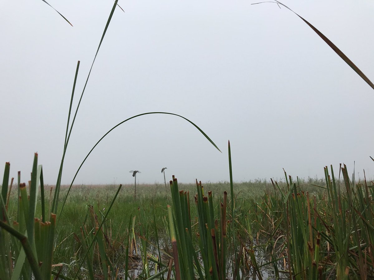 jessenharding's tweet photo. Just a tad bit foggy while hunting teal this morning! https://t.co/XmMnw3vlOb