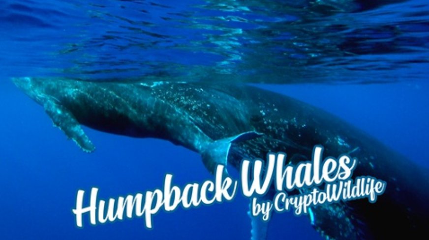 OfficialViewly's tweet photo. Mondays should definitely start with coffee and inner peace! Calm your senses by enjoying this amazing video of a #humpback #whale and her child by CryptoWildlife. #NatureIsBeautiful #wildlife #MondayMood #JoinViewly #NoAds https://t.co/DzdViy9wwg https://t.co/qmJg1epJQX