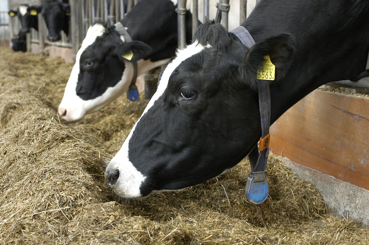 Welk van de vijf rantsoenen krijgen uw koeien?
Dit komt aan de orde op de studiedag melkveehouderij op 7 september.
Meer info en aanmelden: bit.ly/2wEDqUG