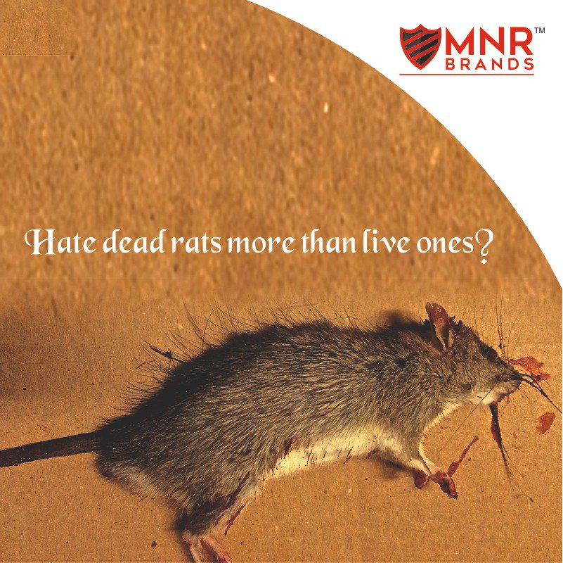 MNRbrands's tweet photo. You don’t need to kill rats to get them out of your home. Simply repel them with NoRats, which uses ultrasonic waves.
#NoRats #RatFreeZone https://t.co/b5lwSwjtJV