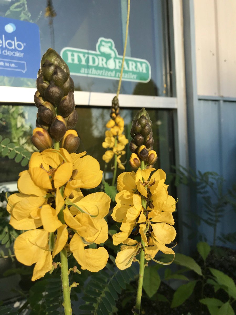 goldleafhydro's tweet photo. We are open on #LaborDay! Stop in for 10% off and check out our Cassia didymobotrya AKA #popcorn #plant. Rub the leaves and your fingers will smell like buttered popcorn! 🍿 #hydroponics #organics #GardenersWorld #gardeningtips #flowers #plants #localbusiness #HappyLaborDay 🌱🌼 https://t.co/cdVOvyJybk
