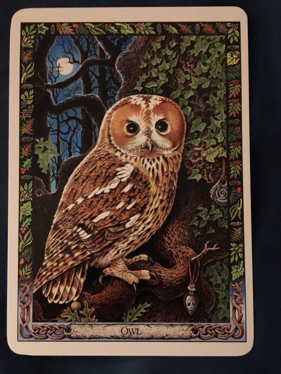 the_mystic_star's tweet image. Oracle card for Week 35 of 2018. The Owl. There’s much wisdom to be gained. The Universe wants to share a great mystery with you. It’s time to connect and listen; then trust in the information! #mysticstartarot #oraclecardoftheweek #druidanimaloracle #knowledgeoftheunknown