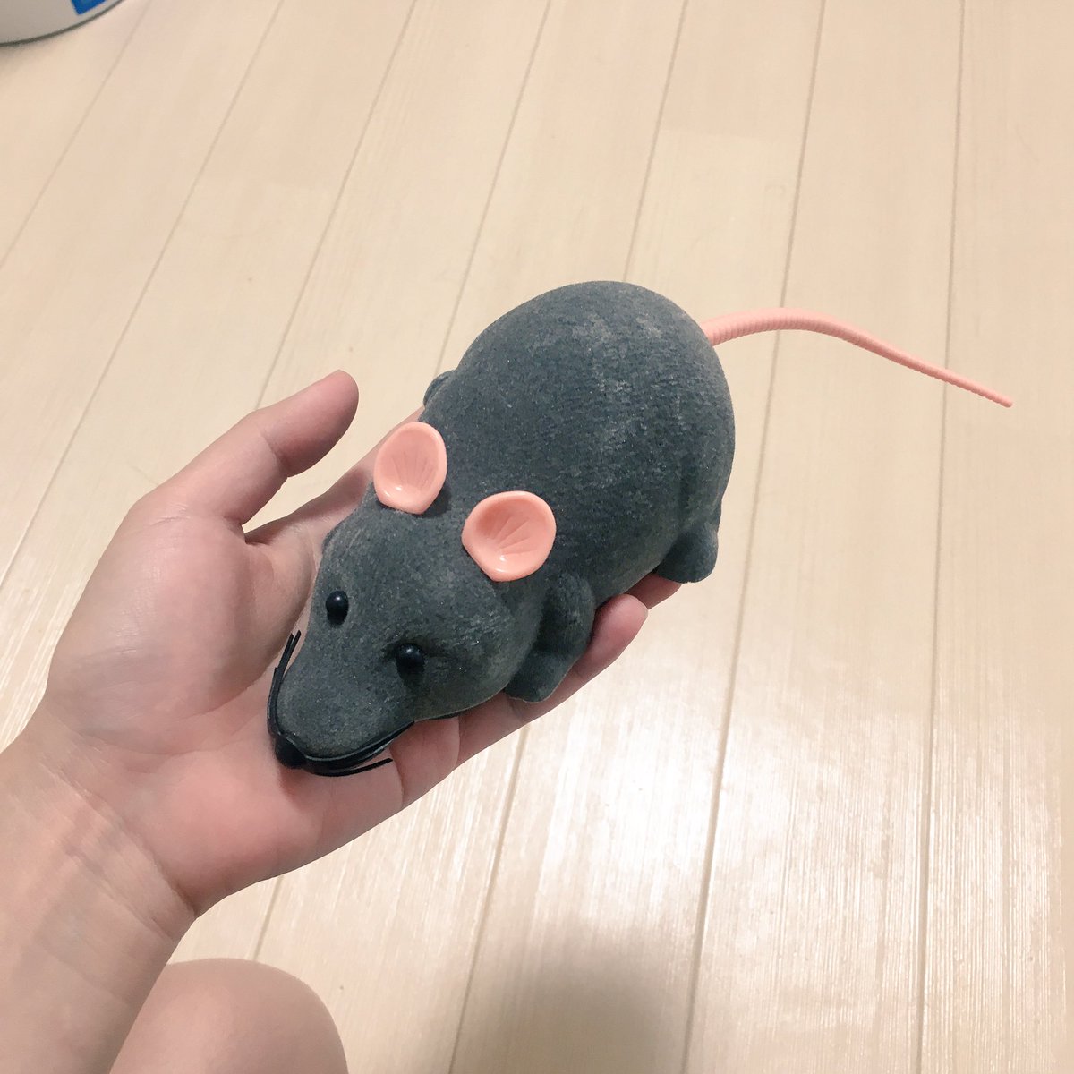 애옹 tweet media