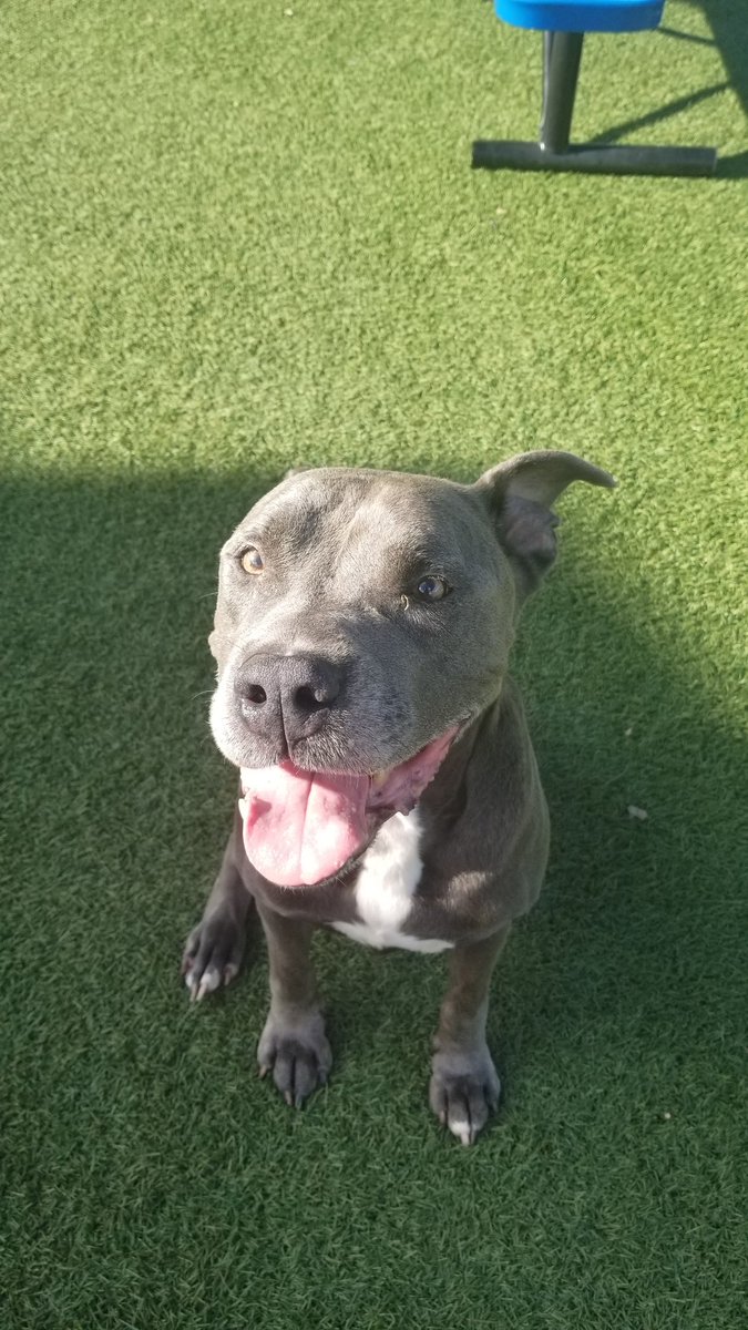 Orlando-Urgent Dogs tweet media