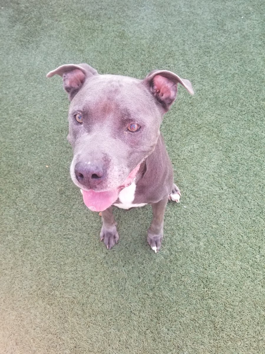 Orlando-Urgent Dogs tweet media