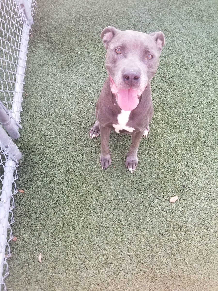 Orlando-Urgent Dogs tweet media