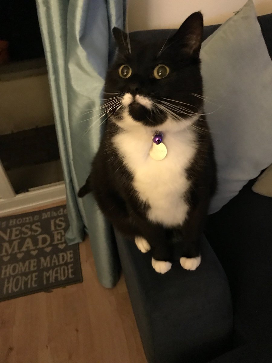 Parker_The_Cat's tweet photo. Here is my best @CuriousZelda impression, does it pass the grade? #catimpression https://t.co/1Mwil9ecQS