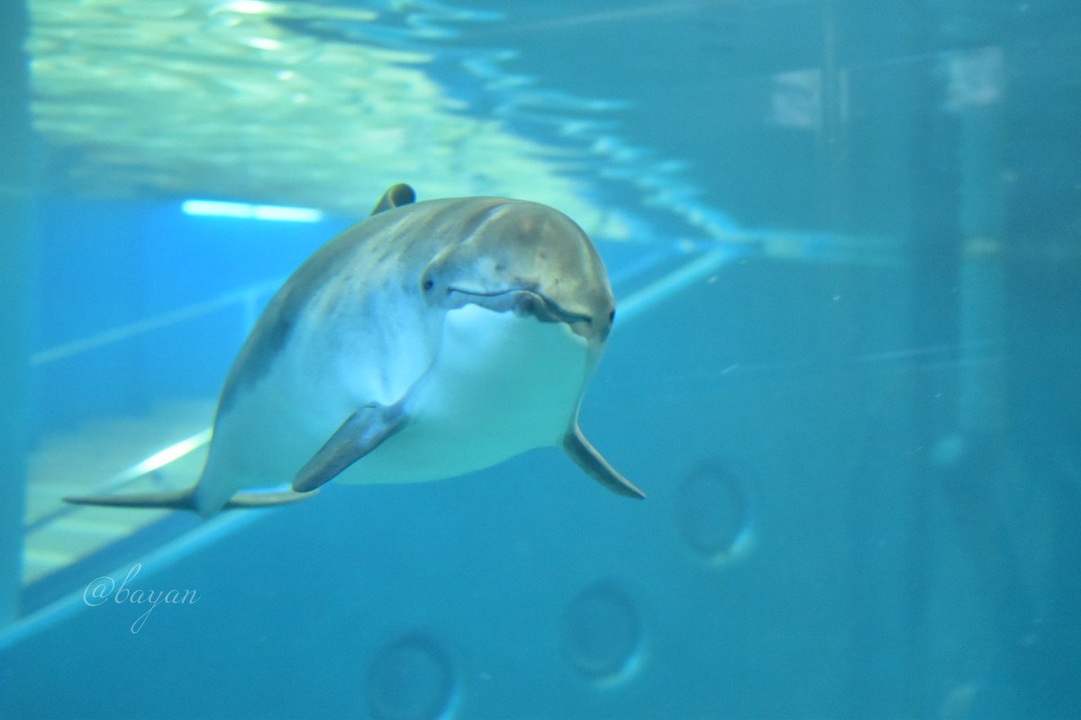 Twitter இல Bayan おたる水族館のフォトコンにでも出そうかなーと思ってたのにさっくり忘れてたお写真w 私の推しのネズミイルカさんですよ おたる水族館 ネズミイルカ Twitter இல Bayan おたる水族館のフォトコンにでも出そうかなーと思ってたのにさっくり忘れてたお写真w 私の推しのネズミイルカさんですよ おたる水族館 ネズミイルカ