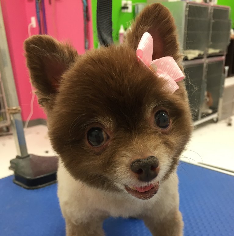 Me_n_Moms_'s tweet photo. Hi guys!!! Just โค๏ธMimiโค๏ธ poppin' in this morning to remind all you tail waggers we are closed today! Enjoy the festivities of Labour Day! #grooming #petgrooming #groomingdogs #doggyshopgrooming #doggyshop #cute #gooddog #ladydog #prettydog #adorabledog #adorable https://t.co/VeXUhzTxBw