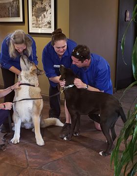 innofsedona's tweet image. Learn more about our pet friendly Sedona, Arizona hotel! Great Red Rock Views! bit.ly/i5L7pP   #fallvacations #Sedona #travel