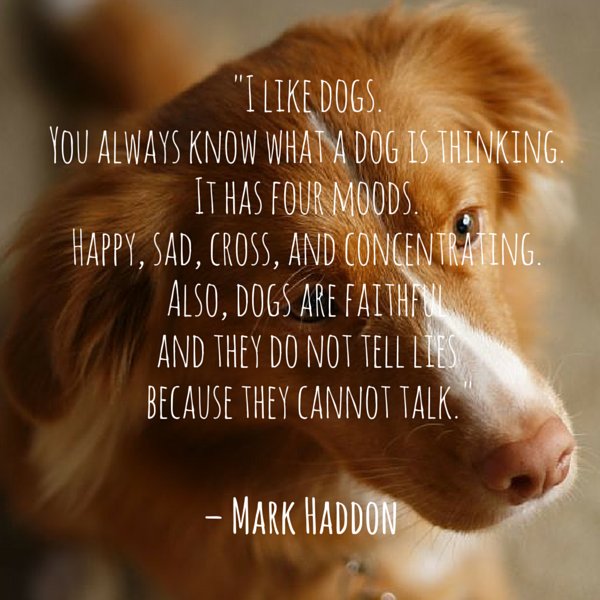 GFarmstead's tweet photo. “I like #dogs. You always know what a dog is thinking. It has four moods. #Happy, sad, cross, and concentrating. Also, dogs are faithful and they do not tell lies because they cannot talk.” – Mark Haddon https://t.co/949cpCYsQx