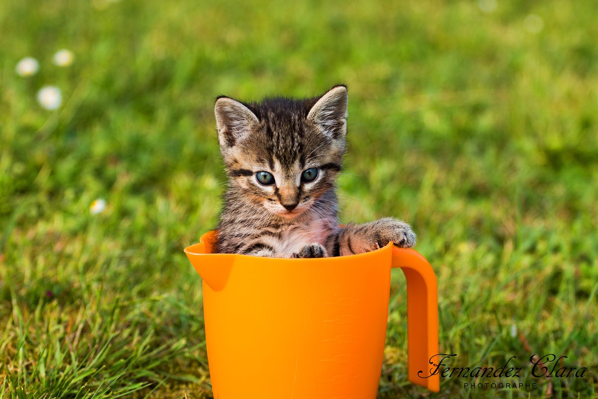 FernandezClara_'s tweet photo. Qui n'a jamais entendu dire que les #chats pourraient être des #liquides ? En tout cas, celui-ci se prend au #jeu ! https://t.co/tiz1MYGjCv