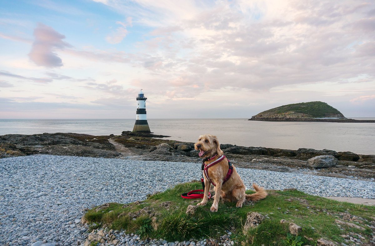 Baileythedoodle's tweet photo. Hey everyone, it's me Bailey I am not sure if you would recognise me. Dad decided to give me a fur clip and I have been in hiding. So to make it up he took me and mum for a pawsome day out to the Isle of Anglesey and I agreed to pose for this picture. #dogsoftwitter #ilovewales https://t.co/GjpVCzlLBl