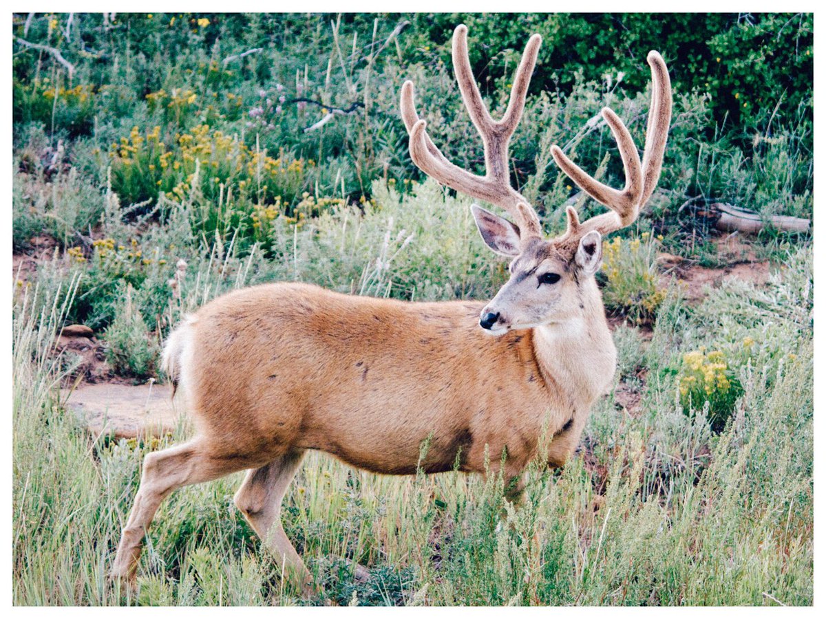 ツノガール Tsuno Girl 前方にカーブしながらフォーク状に広がるツノの形状から ミュールジカ のツノガールだと推測される これより彼女の生態調査を開始します Based On The Shape Of Her Antlers We Identified Her As A Type Of Mule Deer