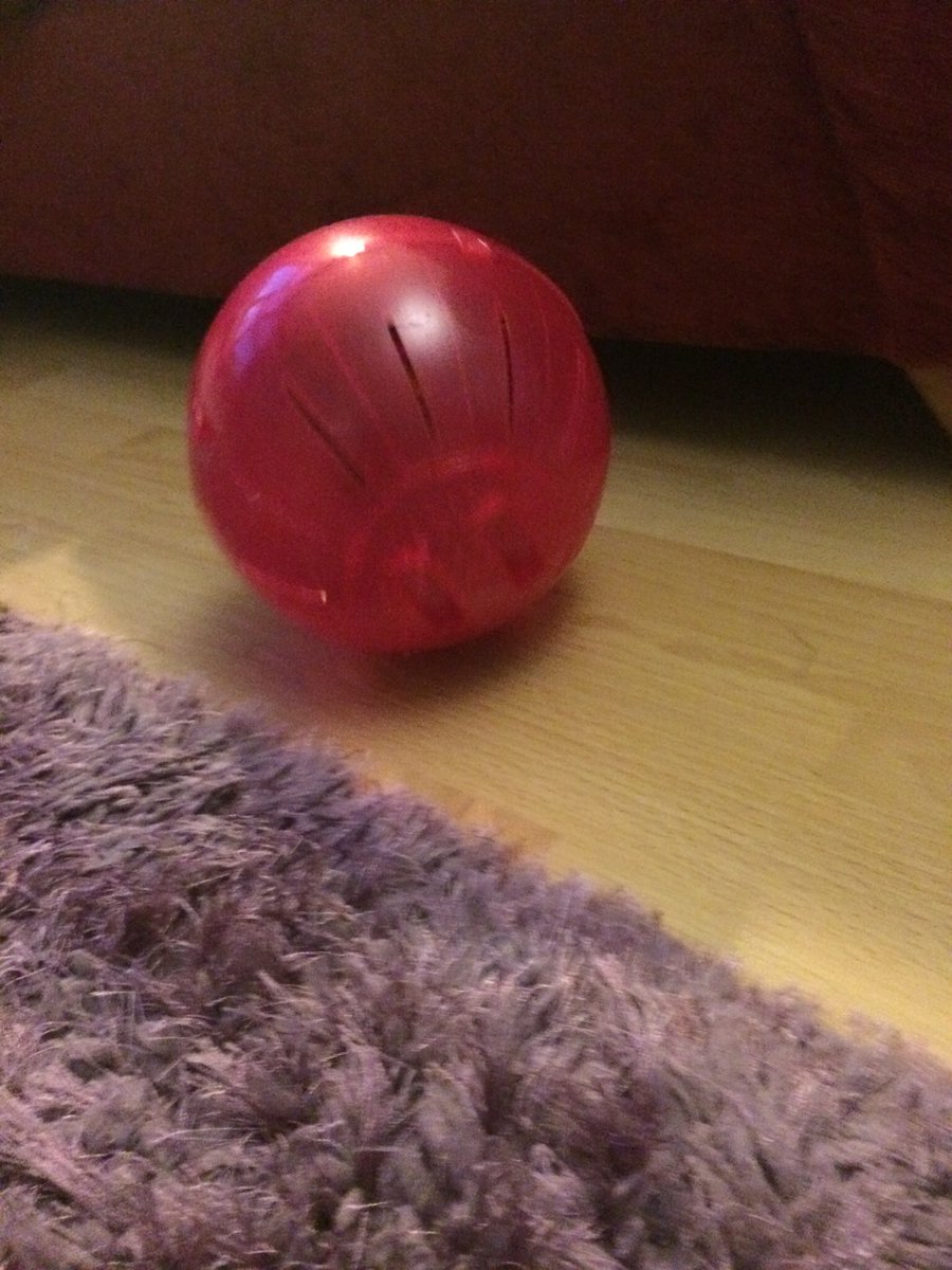 hamstercarrot's tweet photo. They see me rolling https://t.co/Q7yhIzqNNF