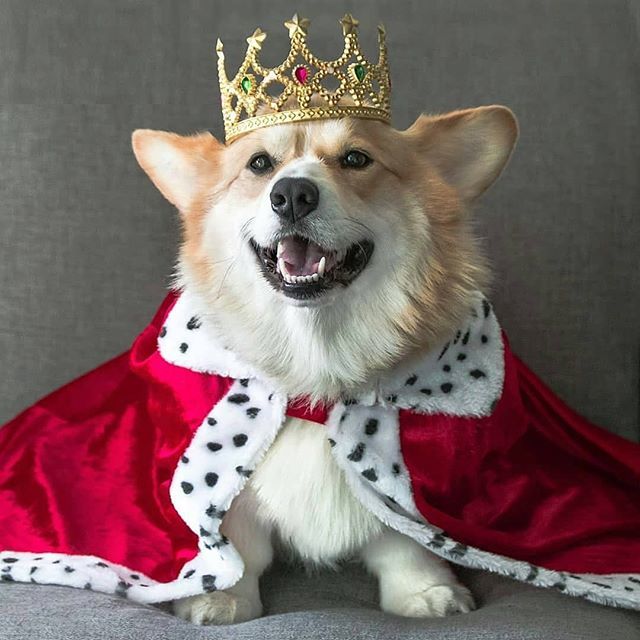 CorgiLovergifts's tweet photo. Born to a King 😍....#corgi #corgination #corgilove #corgistation #corgifeed #corgilife #corgisofinstagram #corgicommunity #corgipuppy #corgiaddict #puppy #puppylove #dog #corgisgonnacorg #corgiaddict #corgis #corgiears #corgistyle #corgirules #corgip… https://t.co/Cu713fbF8V https://t.co/TODuJwYWXF