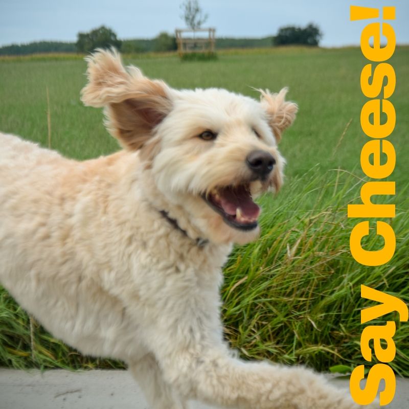 DDoodle007's tweet photo. Credit @Adobe @Photoshop​ @NikonUSA​ @Wix​ for making this blog possible
#DylanDoodle #SophieSecretSurprise #George #GoldenDoodle #GoldenRetriever #Golden #Doodle @DownforDOGSyoga #Retriever #SayCheese #Doga #cute #dogs #photography - https://t.co/8gnQdTaUZa https://t.co/LOC8PrDOJj