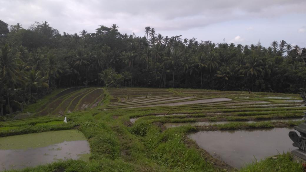 Sanjaya_Nym2874's tweet photo. Potensi alam desa yang alami bisa dibuat Inovasi Desa Pariwisata agar bisa meningkatkan PAD dan perekonomian masyarakat desa menjadi tumbuh #inovasidesabali #MulaiDariDesa #PelatihanPID #kabtabanan #Bali @jokowi @EkoSandjojo @anwsanusi @taufikmadjid71 @fachrilabalado https://t.co/MTFNngBjlB