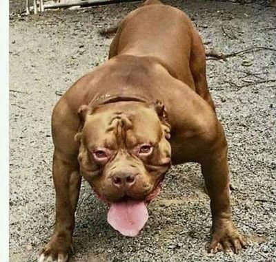 My dawg been working out 💪💪