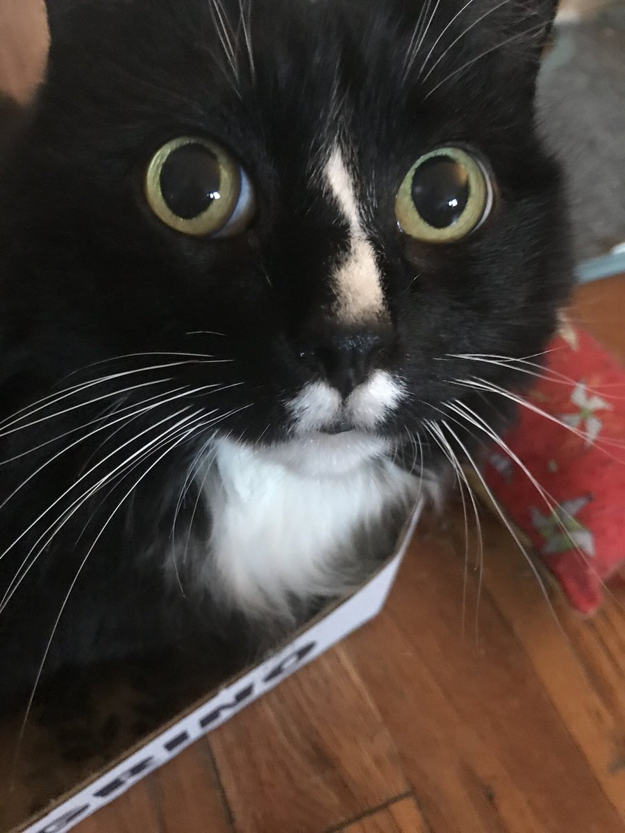 RC_EARL's tweet photo. @Parker_The_Cat @CuriousZelda This is fun!!! I can do a Curious Zelda impression, too ( but yours is better)πΊ#catimpression https://t.co/XjEO5FxsiQ