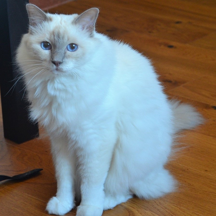 KotowPl's tweet photo. #catsoftwitter #cat_of_the_day #KittyLoafMonday #mondaymood #CatsOfTwitter #cats #birmans #birmancats #cats #birman_of_insta #birman_cats_lovers #meow #meowbestfriends #cutecat #cats_of_world #birmancatsofinstagram #catpic #birmans_feature #cattypaws #petsagram https://t.co/7UMUjTmUyG