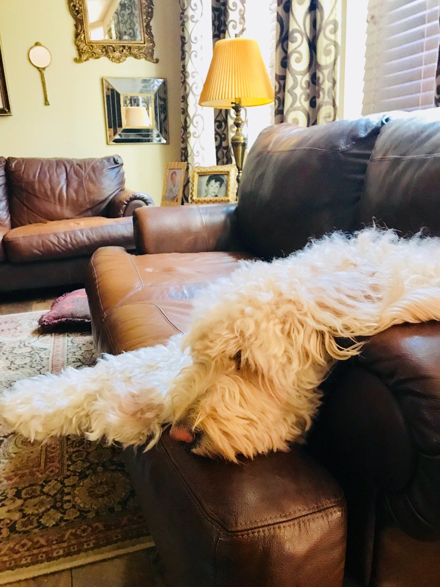 SergiScribbles's tweet photo. I think my dog Camper is depressed we’re moving ;) #goldendoodle #dog #camperthedog2 #camperthedog @FCI_Falcons #groovymitten #dogs #franksergi #francosergi #scribblesbysergi #dogdaysofsummer https://t.co/l5sNxRdqpz