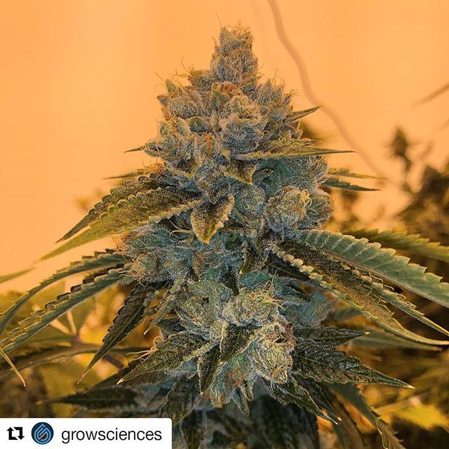 loompafarms's tweet photo. Crushed it! Props where props are due!!!
#Repost @growsciences
γ»γ»γ»
#UnderdogOG is absolutely erupting π this round! https://t.co/sHDDdL41V1 https://t.co/5vXiWm4avx