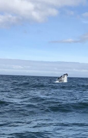 gud_red's tweet photo. Whale 🐳 watching in Hermanus! https://t.co/mqTa8QUwu8