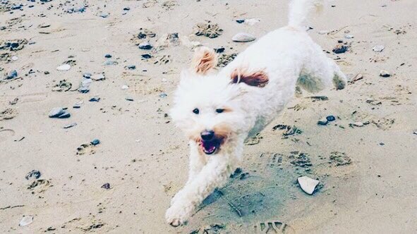 OgilvyUK's tweet photo. Running into the new week like... 🐶 #dogsofogilvy https://t.co/KcEVxBJ66g